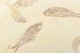 Plate of Five Fossil Fish (Diplomystus & Knightia) - Wyoming #361088-1